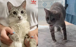 地板在融化？貓初次踩到毛毯驚呆了