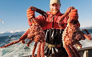 便宜的螃蟹沒有了! 數十億隻阿拉斯加雪蟹失蹤 豐收季被迫取消