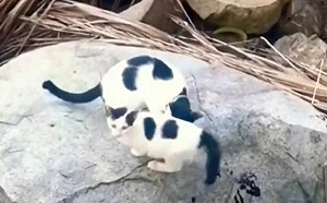 受困幼貓被救回！貓媽心疼完秒開扁