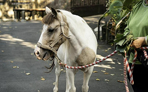 北市動物園迷你馬路上跑！原因曝光