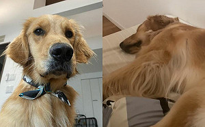 狗睡覺抽搐疑癲癇！醫診斷完卻笑了