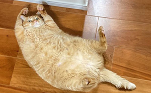 胖橘高舉雙手！萌臉歡呼：一起嗨