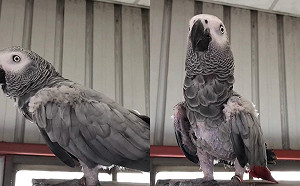 卓冠廷請大家幫忙找鸚鵡 網友直呼「這比侯家軍協尋林佳龍有意義」