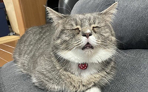 熟睡貓露冏臉！網笑：表情包Get