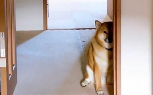 每日死亡凝視！柴犬露半臉討食物