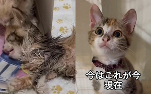 醫嘆隨時可能離開！小貓力抗命運