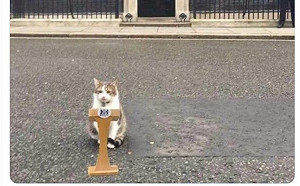 特拉斯閃辭 英第一貓：「國王要我當首相」笑倒網友