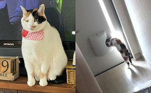 哪來的乖貓咪？三花自發叼信給主人