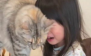 貼心貓見小孩大哭！秒上前蹭蹭安慰