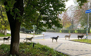 烏克蘭難「狗」排隊領食物不吵不鬧 背後故事令人鼻酸