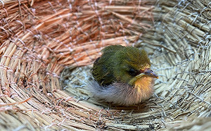 新北市擬定鳥類代養志工機制  提升傷鳥救援