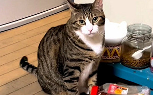 虎斑貓撒嬌錯人！秒轉身裝傻當沒事