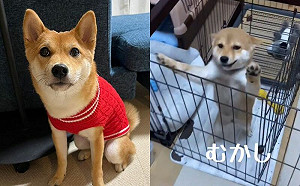 柴幼時迎門超嗨！成長後態度大變