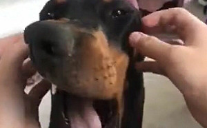 臉上長開關！杜賓鼻就像「向日葵」