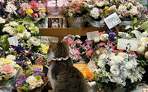 陪最後一程！貓落寞守在狗媽媽靈堂