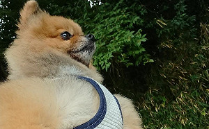 6塊肌肉狗駕到！網驚：我有看錯嗎