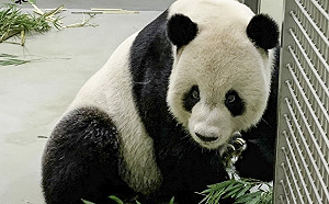 (影)大貓熊團團康復有望 陸委會：以最快方式核准中國專家來台