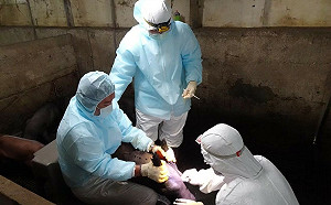 全台第2例！中部7歲女童驗出H1N2v流感病毒 疾管署：應為散發病例