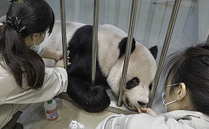 快訊》中國2貓熊專家抵台！直奔動物園探視「團團」