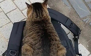 (影)貓咪母雞蹲背包！被推開也堅持回來