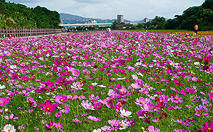 浪漫約會首選！關渡花海11/5登場  1.5萬坪繽紛花卉齊綻放