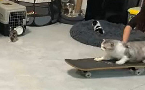 貓溜滑板上戰場！下秒「腥風血雨」