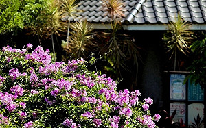 新北泰山楓樹里年度盛景 十月底限時搶拍浪漫蒜香藤花牆