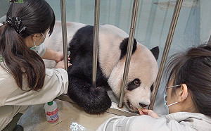 澄清非中國專家來醫團團 柯：送出單位覺得嫁出去媳婦快掛掉 要來看