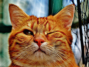 秒懂貓皇 貓咪向你示好的六種方式