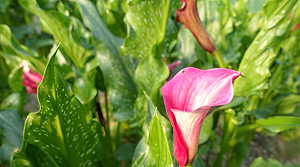 桃園大園新玩法！低頭看彩芋抬頭看飛機