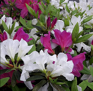 一起來賞杜鵑野餐吧！3月看見幸福野餐音樂會明日登場