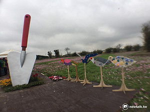 「芋」見藝術 桃園彩芋季波斯菊「藝」起迎春風
