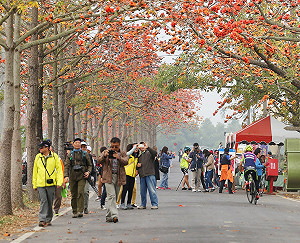 林初埤木棉花盛開  樂聲中品茗散步好悠閒