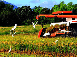 避免萬年總幹事  農會修法擬限連任一次