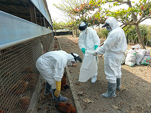 嘉縣六腳鄉土雞異常死亡 家畜所預防性撲殺