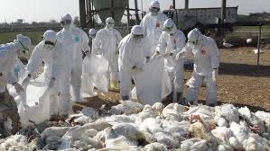 禽場完成撲殺96萬隻 農委會:禽流感疫情控制中