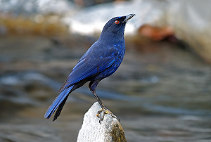 在街角遇到飛行  劉克襄不藏私公開12條台北賞鳥路線