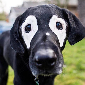 從「白眼狗」到種族篩選App  看到美麗與偏見