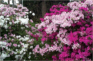 台北春忙！台大迎杜鵑花季、北投享藝文魅力