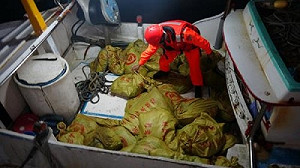 趕在春吶前夕運安毒 檢警查獲千餘公斤原料