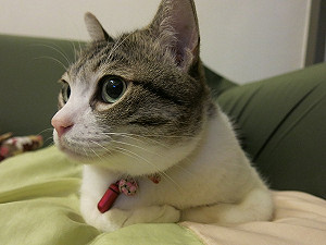 貓咪折手手坐是為保暖？那你就大錯特錯