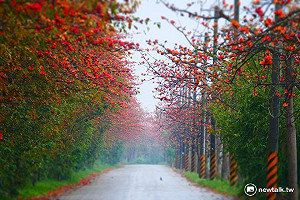 春季限定  清明連假探訪最美花海