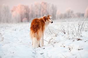 原來汪星人也會手腳冰冷皮皮挫！