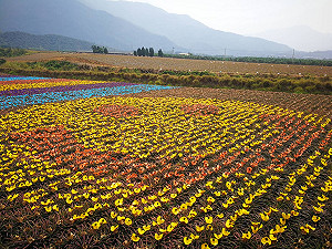 全台唯一彩繪鳳梨田  46000株鳳梨變身彩色花海