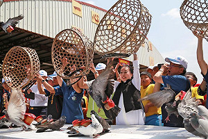 即將消失的文化技藝  嘉義整個四月「放鴿笭」