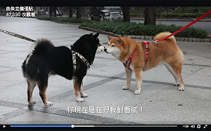 汪汪！ 汪星人能導盲 現在還能是宣導犬