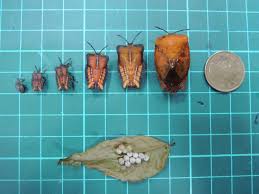 一物剋一物 中市用平腹小蜂治荔枝椿象