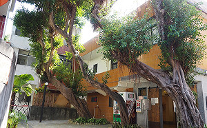 新北空軍三重一村天然空氣清淨機 松柏成排