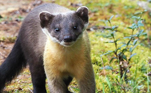 黃喉貂排遺驗出塑膠微粒 玉管處：塔塔加遊憩區明年元旦起全面撤垃圾桶