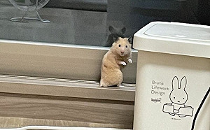 搞笑藝人？鼠寶被看見擺浮誇姿勢